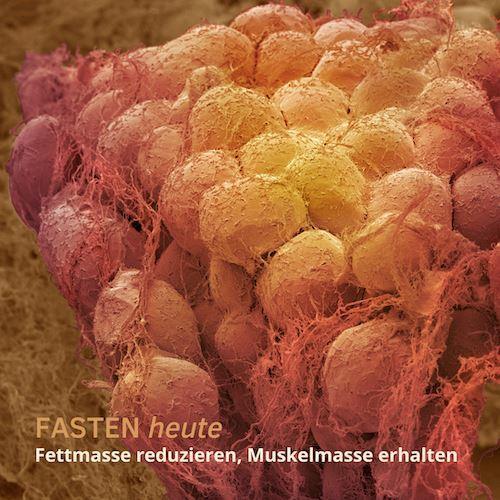 Kombination_Training_Intervallfasten_Koerperfettmasse